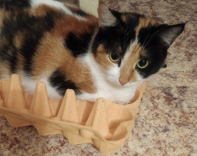 Котовторник