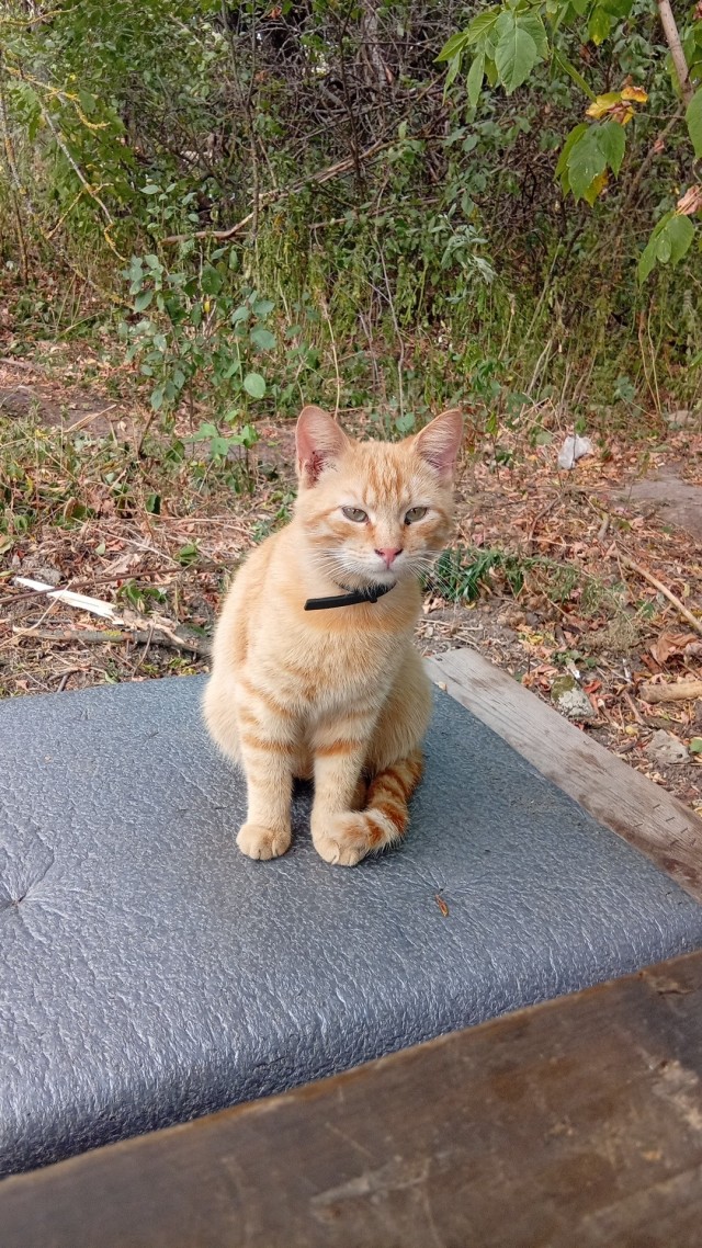 Коты с которыми служу.или которым служу!)