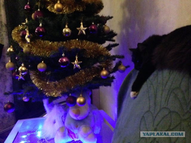 Котовторник   31.12.  2013