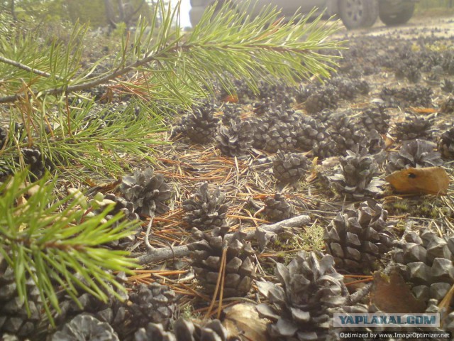 Трасса Нижневартовск-Сургут в -40 градусов