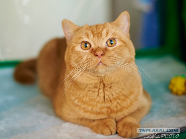 Котовторник 04.03.2014