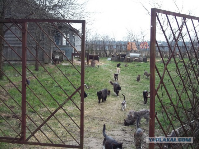 Жизнь домашнего приюта для котеек 4