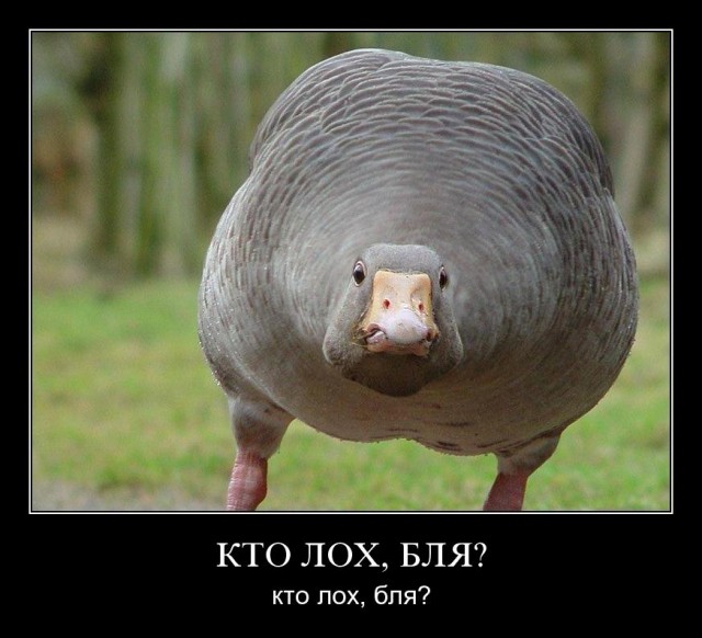 Учитель танцев