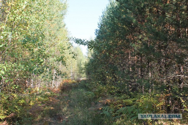 Осенний лес средней полосы