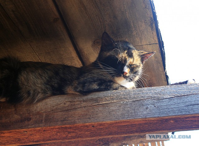 28 "котопирожков"