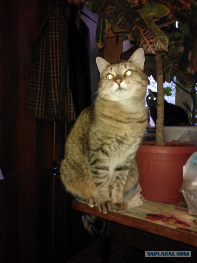 Котовторник 27.01.2015