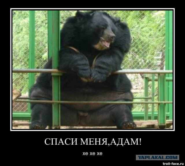 Спас тонущего медведя.