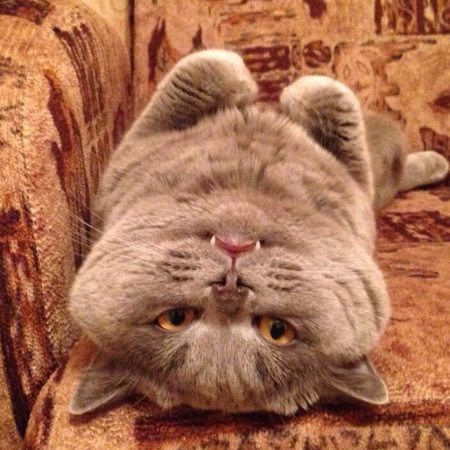Котовторник