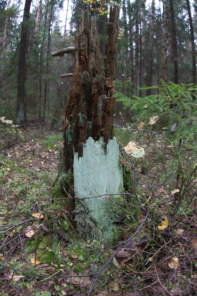 Золотая осень