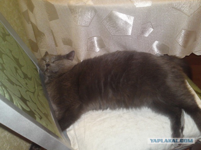 Котовторник 15-09-2015 !