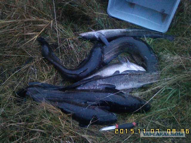 7-ноября-7 налимов