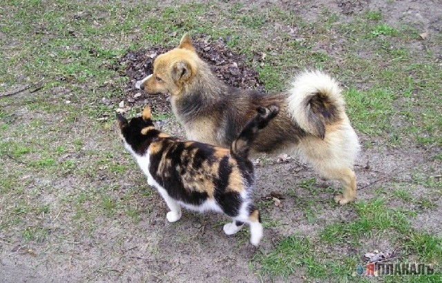 Коты, кошки, котята
