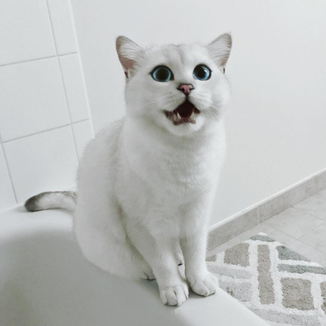 12 самых популярных котов интернета
