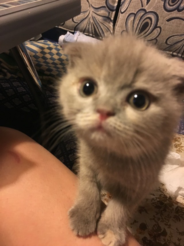 15 котов, мимике которых можно только позавидовать