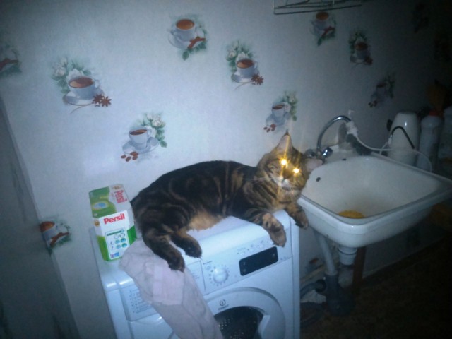 Небольшой фото-отчет ко втонику: мейн-кун Шелдон Купер