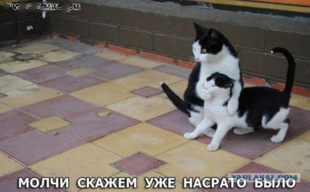 Порция картинок из сети