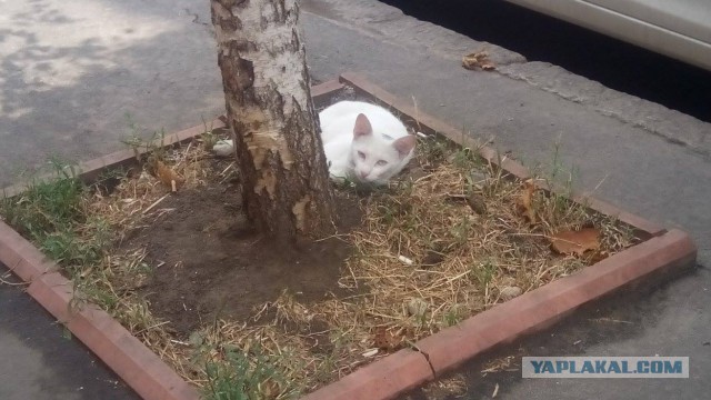 Котовторник 26.07 2016