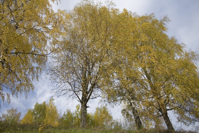 любительская фотография