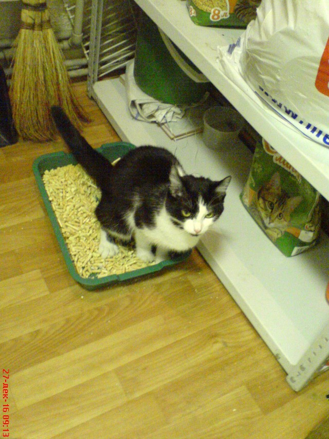 Котовторник 27.12.2016