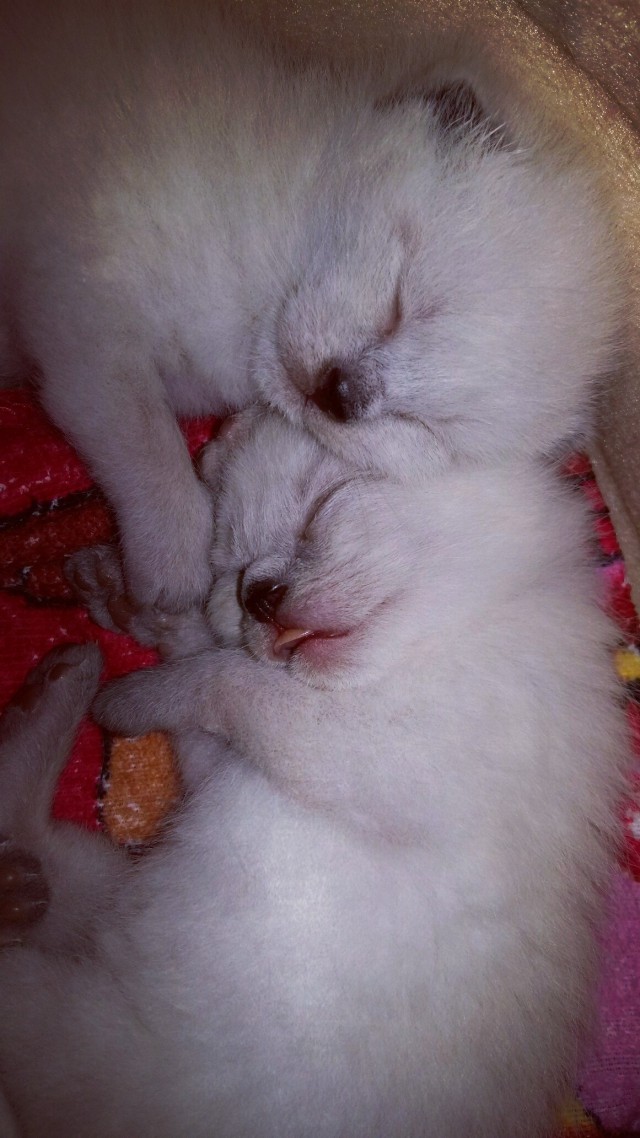 Коты из сети