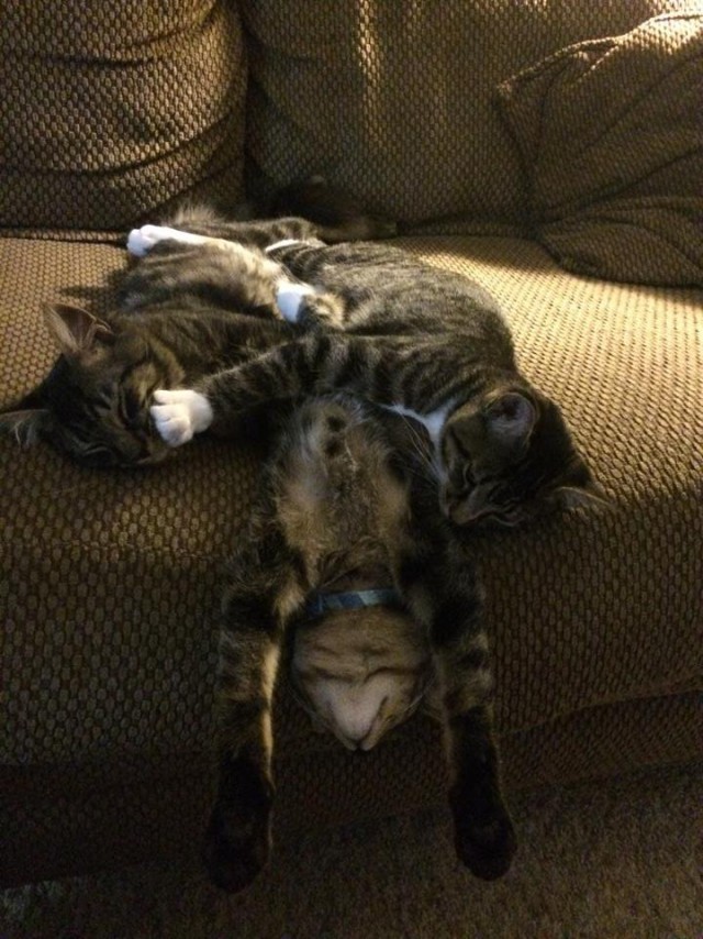 Коты из сети