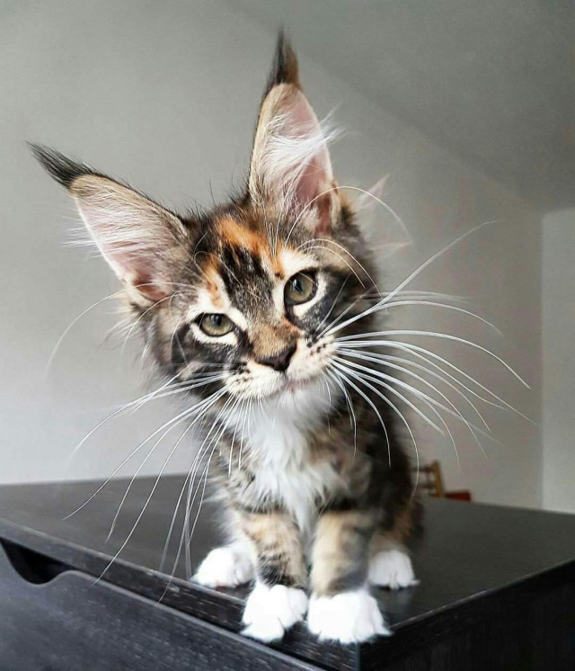 Коты и Кошки