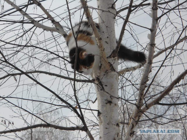 Котовторник 18.04.2017