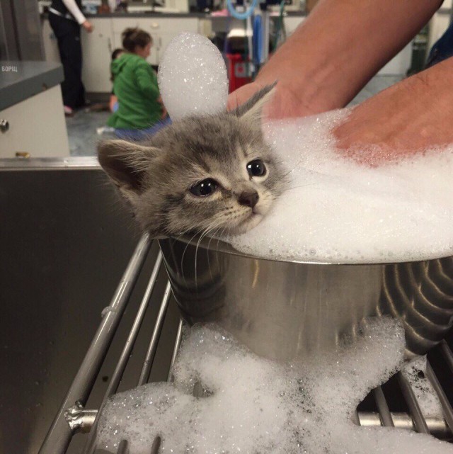 Коты и Кошки