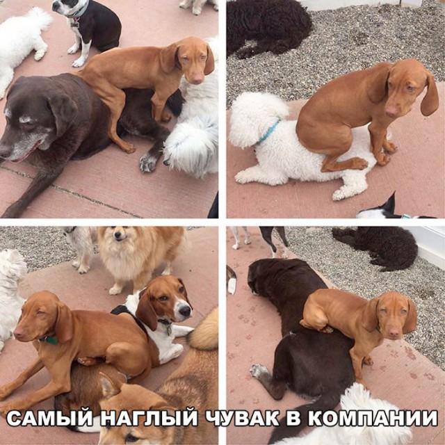 Подборка забавных животных