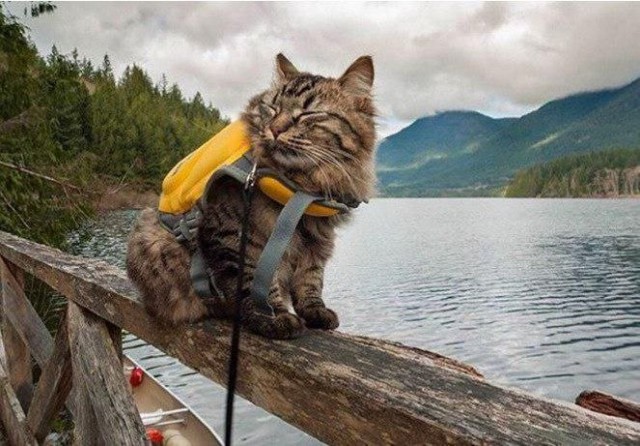 Коты и Кошки