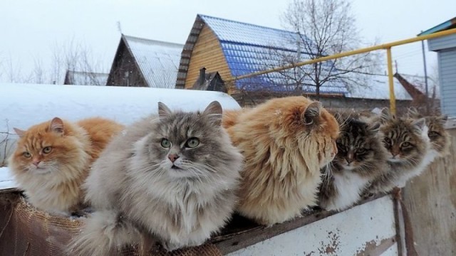 Коты и Кошки