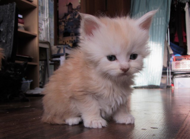 Котовторник 20.02.18