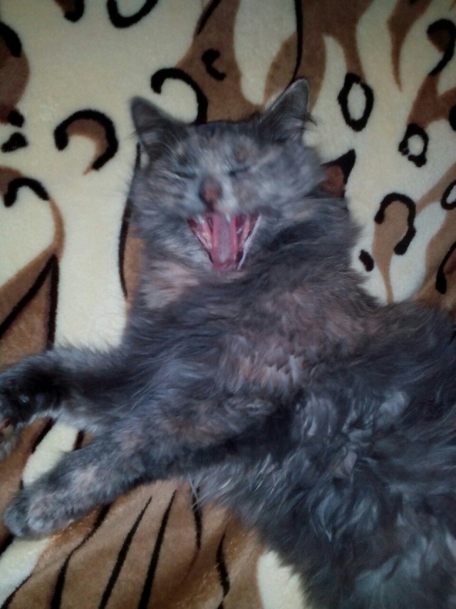 Фотобомбы котов