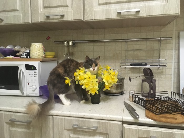 А не открыть бы нам котовторник 03.04.2018