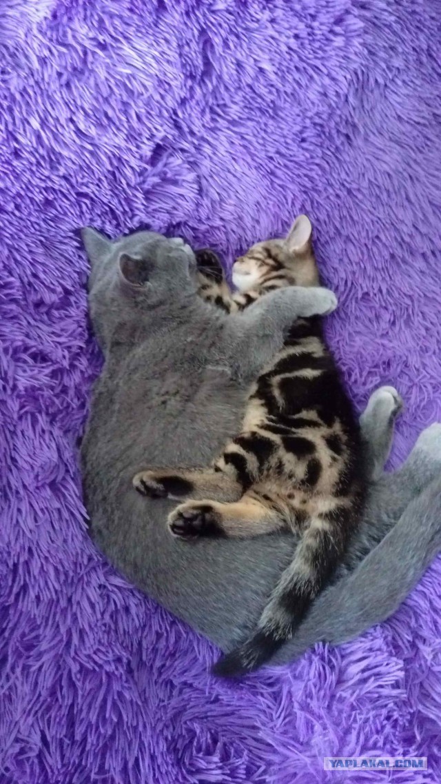 Котовторник 24.04.2018