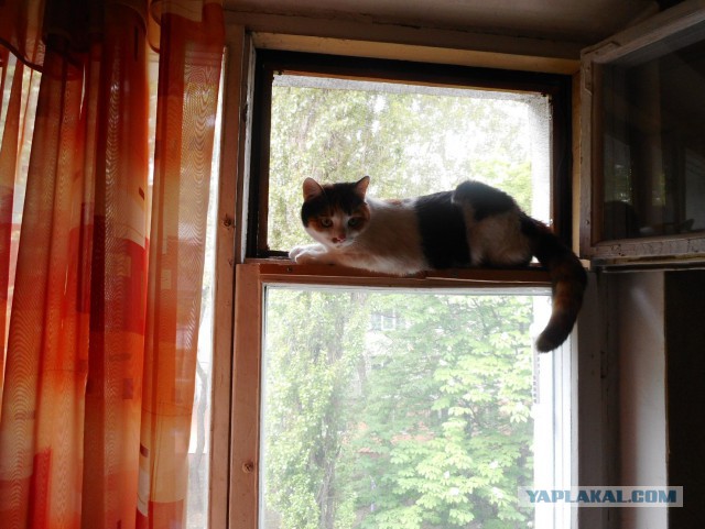 Котовторник