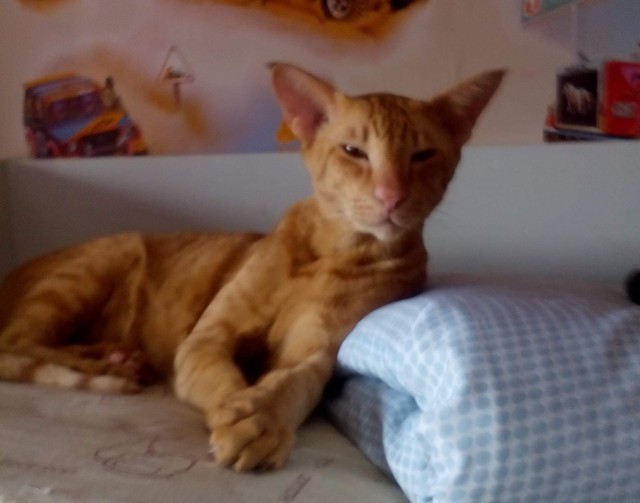 Котовторник 05.06.2018