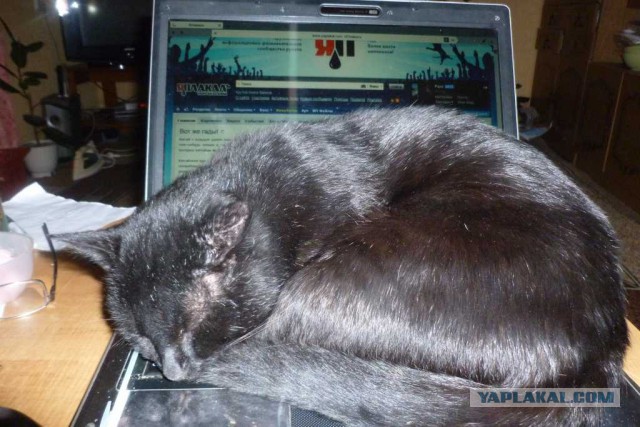 Ненавижу кота