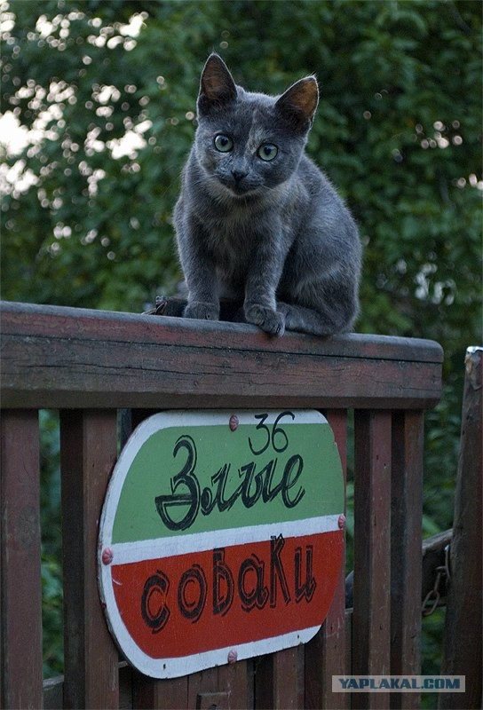 Уррааа! Котовторник на ЯПлакалъ!