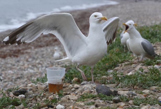 В Британии вызвали пожарных, чтобы те утихомирили чайку, напившуюся недопитого пива