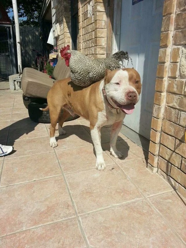 Живность из сети