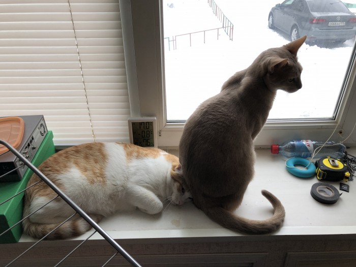 Котовторник  31.07.2018