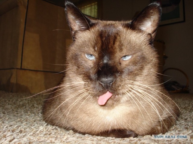 Коты, кошки и котята