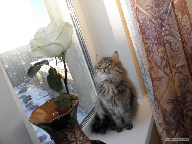 Эпический Котовторник!