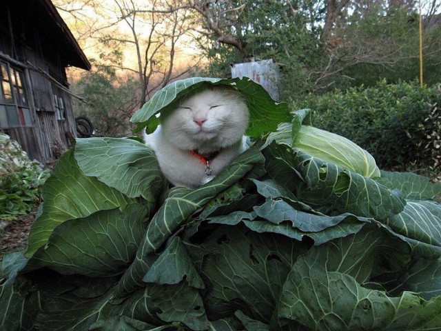 Немного милоты