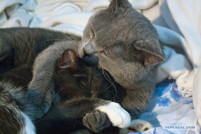 Котовторник с Максом