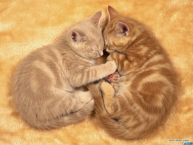 Котовторник 1.11.11