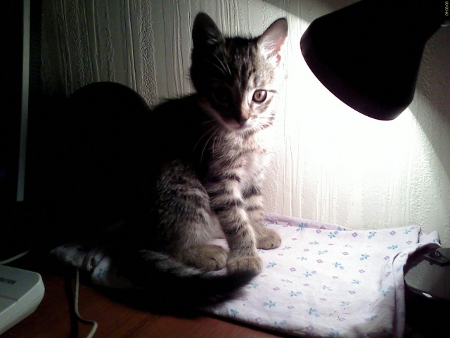 Котовторник 22.11.11