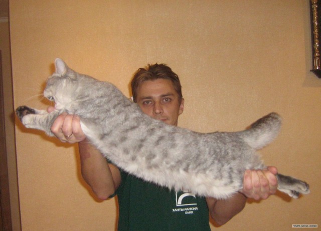 Котовторник (24. 01. 2012 )