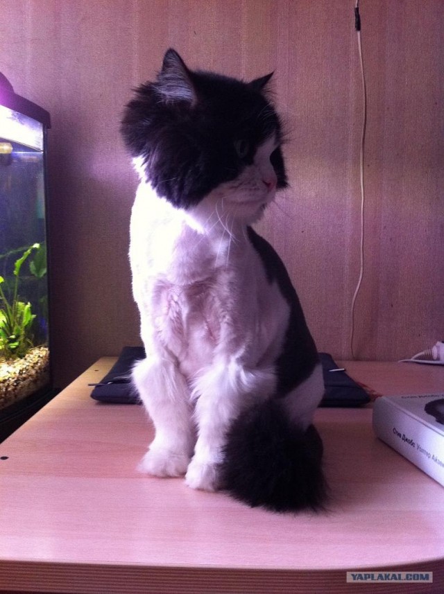 Котовторник 10.04.2012